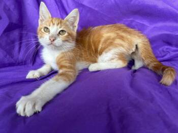 Lima -  Domestic Short Hair Cat for Adoption in Corpus Christi, Texas - Lima | PetCurious