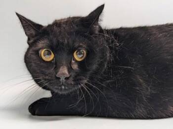 Phoebe -  Domestic Short Hair Cat for Adoption in Golden Valley, Minnesota - Phoebe | PetCurious