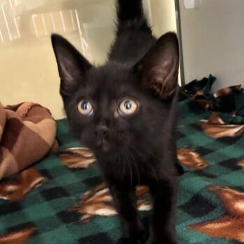 Majestic -  American Shorthair Cat for Adoption - Majestic | PetCurious