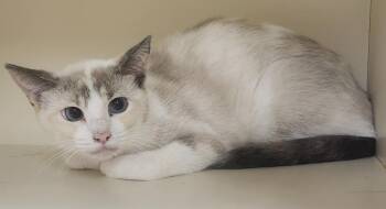 Daisy Mae -  Domestic Short Hair Cat for Adoption in Little Rock, Arkansas - Daisy Mae | PetCurious