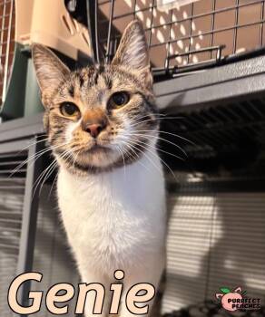Domestic Short Hair Cats Available for Adoption - Genie | PetCurious