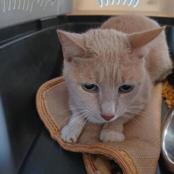 Domestic Short Hair Cats Available for Adoption - Penny | PetCurious