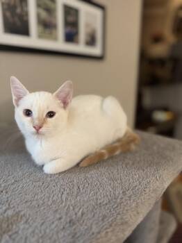 Rescue Siamese Cats for Adoption in Brentwood, California - Angel | PetCurious