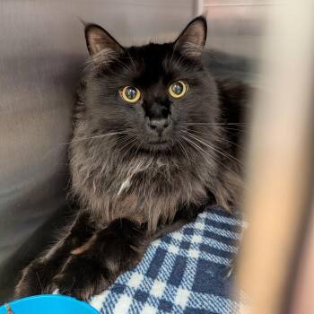 Domestic Long Hair Cats Available for Adoption in Spokane, Washington - Oliver | PetCurious