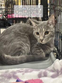 Stormi -  Tabby Cat for Adoption in Deltona, Florida - Stormi | PetCurious