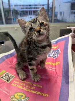 AVATAR -  Domestic Short Hair Cat for Adoption in Jacksonville, Florida - AVATAR | PetCurious