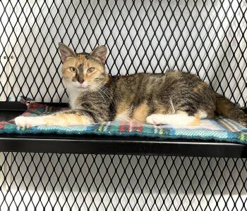Honeydewbert -  Domestic Short Hair Cat for Adoption in Estherville, Iowa - Honeydewbert | PetCurious