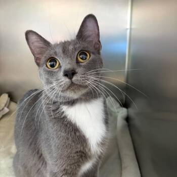 Domestic Short Hair Cats Available for Adoption in Council Bluffs, Iowa - Lucy | PetCurious