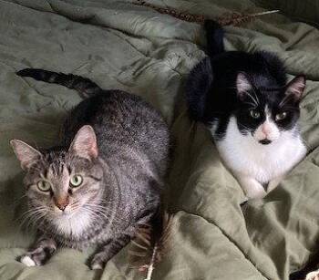 Ezekiel (Zeeke) and Tigger -  Domestic Short Hair Cat for Adoption in Naples, Florida - Ezekiel (Zeeke) And Tigger | PetCurious
