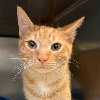 Domestic Short Hair Cats Available for Adoption - Alani | PetCurious