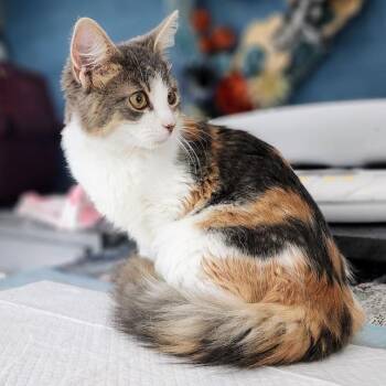 Kyoshi -  Domestic Medium Hair Cat for Adoption in Toms Brook, Virginia - Kyoshi | PetCurious