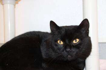 Domestic Short Hair Cats Available for Adoption in Medfield, Massachusetts - Beef | PetCurious
