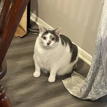 Snowfall -  Domestic Short Hair Cat for Adoption in Bel Air, Maryland - Snowfall | PetCurious