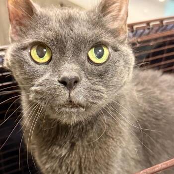 Mystikal -  Domestic Short Hair Cat for Adoption in Chicago, Illinois - Mystikal | PetCurious