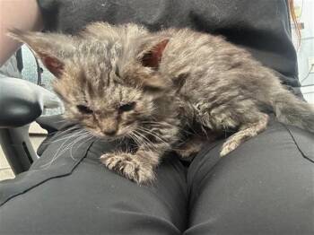 Domestic Long Hair Cats Available for Adoption - BILLY GOAT | PetCurious