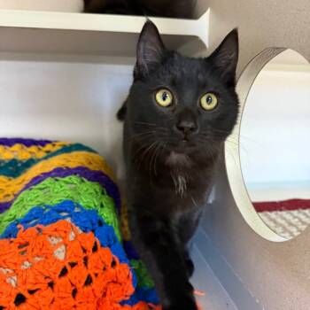 Rescue Domestic Short Hair Cats for Adoption in Pagosa Springs, Colorado - Chaucer | PetCurious
