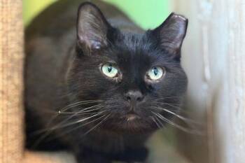 Domestic Short Hair Cats Available for Adoption - Gavin | PetCurious