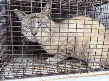 Siamese Cats Available for Adoption in Houston, Texas - A655274 | PetCurious
