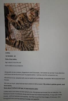 Tabby Cats Available for Adoption - Coffee (FCID# 12/18/2025 - 22 Bradywine PS) | PetCurious