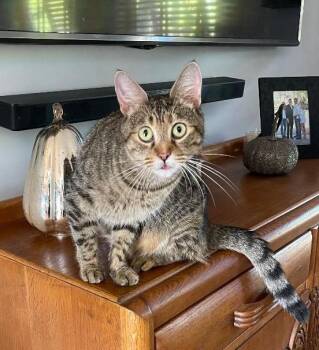 Rescue Egyptian Mau Cats for Adoption in Boca Raton, Florida - Dorothy | PetCurious