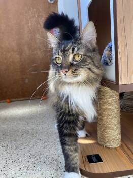 Rescue Domestic Long Hair Cats for Adoption in Newberg, Oregon - Precious | PetCurious