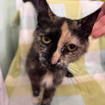 Jo -  Domestic Short Hair Cat for Adoption in West Point, Mississippi - Jo | PetCurious