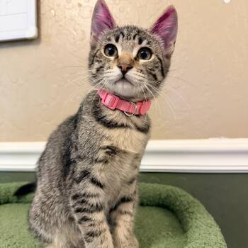Daisy -  Domestic Short Hair Cat for Adoption in Davis, California - Daisy | PetCurious