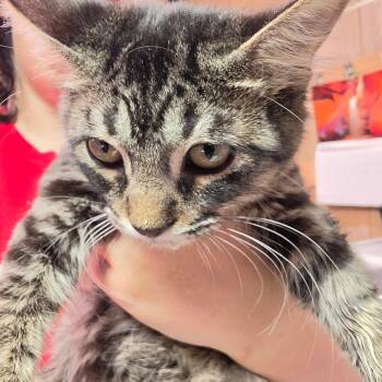 Miles -  Domestic Short Hair Cat for Adoption in Leander, Texas - Miles | PetCurious
