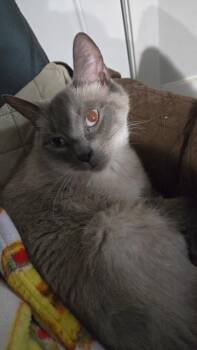 TENZIN & SEBA -  Domestic Short Hair Cat for Adoption in Taunton, Massachusetts - TENZIN & SEBA | PetCurious