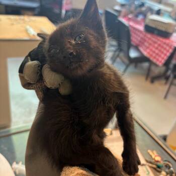 Domestic Short Hair Cats Available for Adoption in Huntington, West Virginia - Yuri | PetCurious
