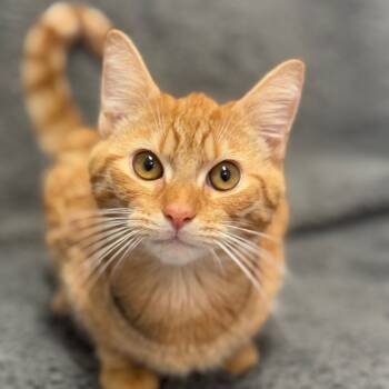 Rescue Domestic Short Hair Cats for Adoption in Ridgely, Maryland - Squish | PetCurious