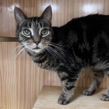 Domestic Short Hair Cats Available for Adoption - Tilly | PetCurious