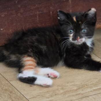 Midge -  Domestic Short Hair Cat Available for Adoption in Melrose, Florida - Midge | PetCurious