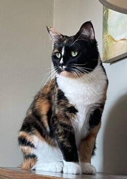Tortoiseshell and Abyssinian Cats Available for Adoption - Gracie | PetCurious