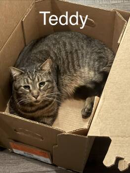 Domestic Short Hair Cats Available for Adoption - Teddy (Loving Adult Male) | PetCurious