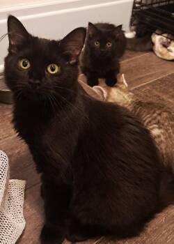 Maggie and Cheryl -  Domestic Long Hair Cat for Adoption in Buffalo, New York - Maggie And Cheryl | PetCurious