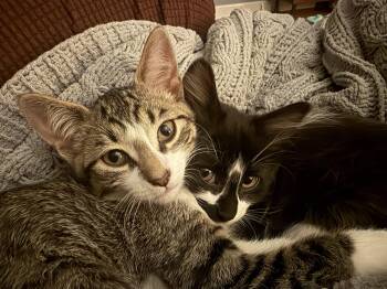 Domestic Short Hair Cats Available for Adoption - Aristotle & Schrodinger (bonded Pair) | PetCurious