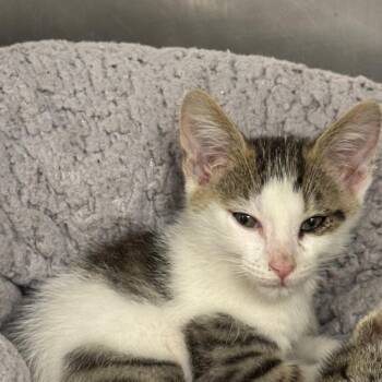 Mermaid Man -  Domestic Short Hair Cat for Adoption in West Palm Beach, Florida - Mermaid Man | PetCurious