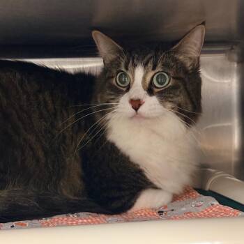 Chubs -  Domestic Medium Hair Cat for Adoption in Indianapolis, Indiana - Chubs | PetCurious