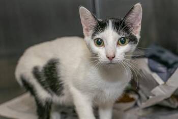 Domestic Short Hair Cats Available for Adoption in Charlotte, North Carolina - WILBER | PetCurious