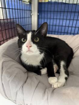 Domestic Short Hair Cats Available for Adoption - Frack | PetCurious