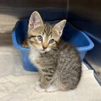 Domestic Short Hair Cats Available for Adoption in Morganton, North Carolina - Becca Strawberry | PetCurious