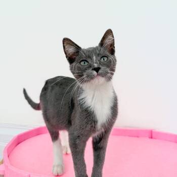 Domestic Short Hair Cats Available for Adoption - Wembley | PetCurious