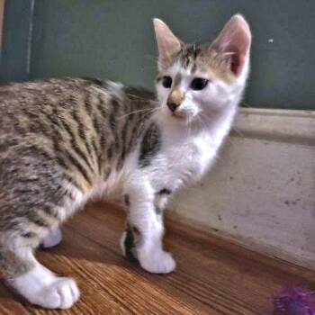 Milo -  Tabby Cat for Adoption in Rutherfordton, North Carolina - Milo | PetCurious