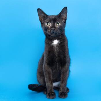 Cylinder -  Domestic Short Hair Cat for Adoption in Franklin, Tennessee - Cylinder | PetCurious