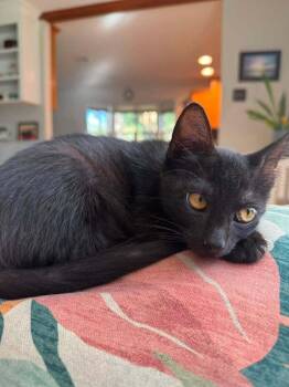 Binx -  Domestic Short Hair Cat for Adoption in Scott, Louisiana - Binx | PetCurious