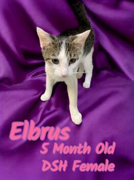 Rescue Domestic Short Hair Cats for Adoption in Nicholasville, Kentucky - Elbrus | PetCurious