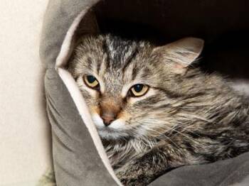 Domestic Long Hair and Domestic Short Hair Cats Available for Adoption in Longmont, Colorado - Percy | PetCurious