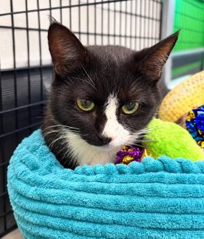 Molly -  Domestic Short Hair Cat for Adoption in Grand Rapids, Michigan - Molly | PetCurious
