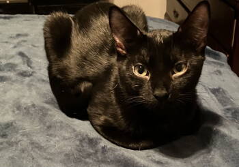 Rescue Domestic Short Hair Cats for Adoption in Walled Lake, Michigan - Bitz | PetCurious